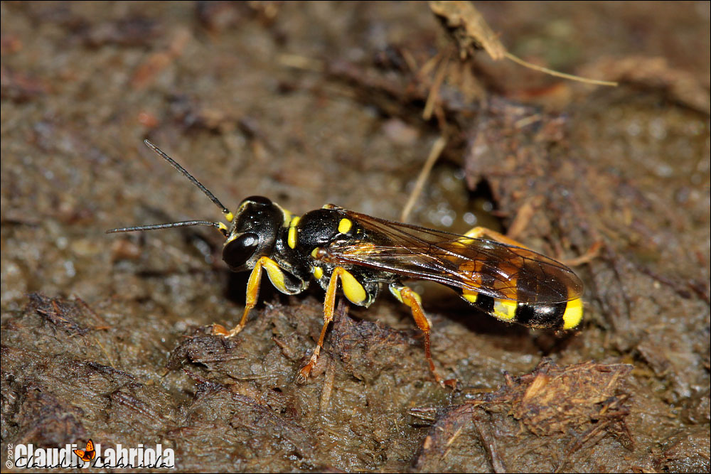 Mellinus arvensis - Crabronidae