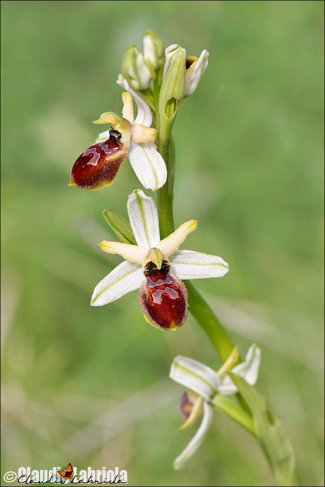 Ophrys exaltata