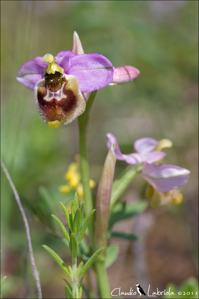 Ophrys tenthredinifera