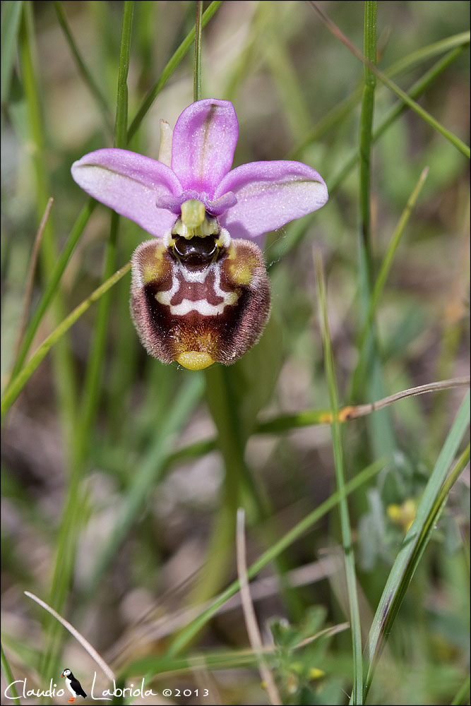 Ophrys tenthredinifera