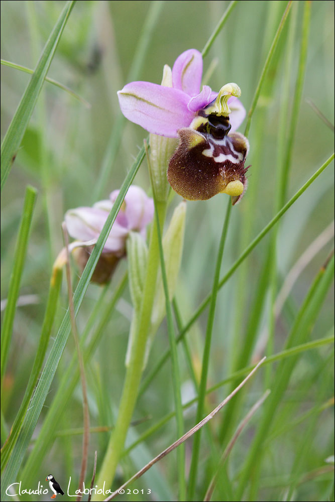 Ophrys tenthredinifera