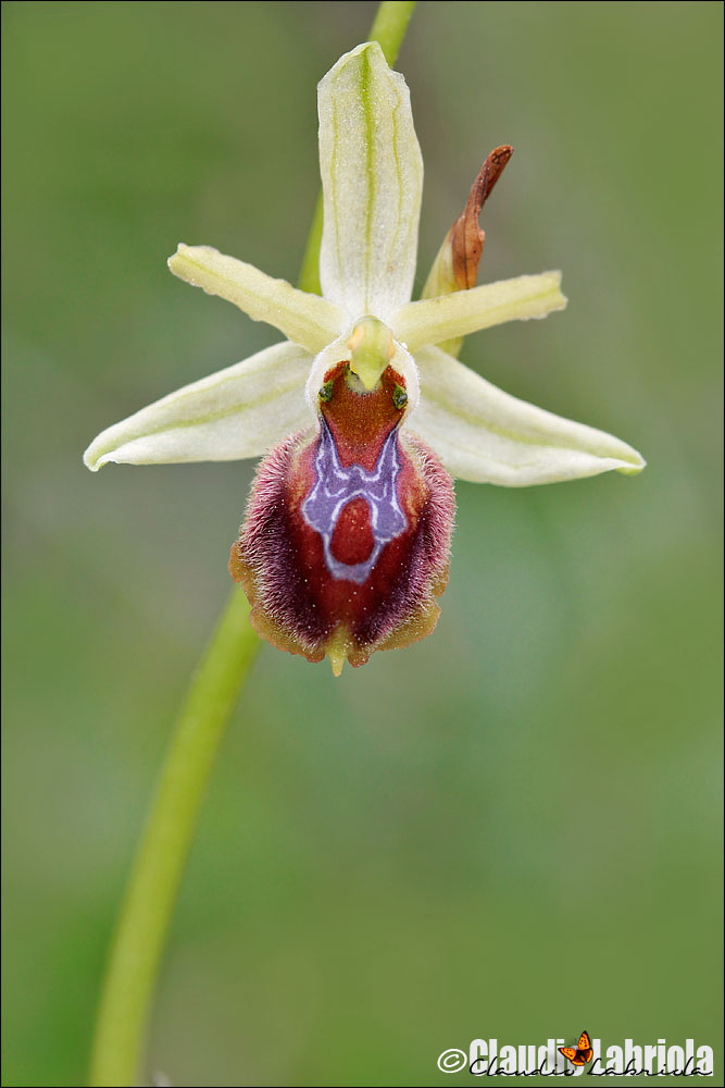 Ophrys exaltata