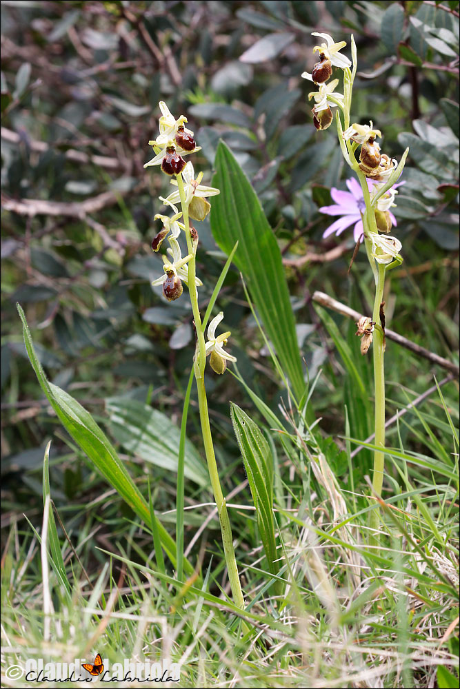 Ophrys exaltata