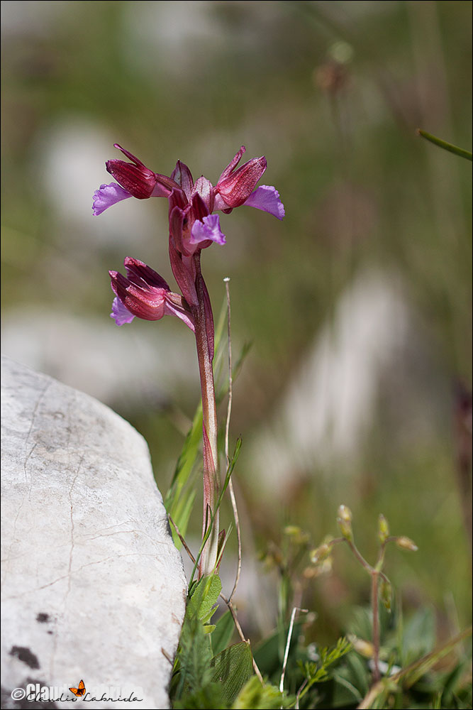 Orchis papilionacea (da confermare)