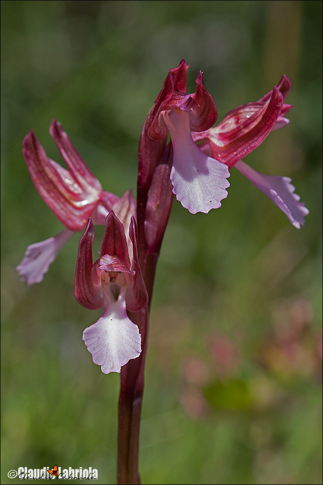 Orchis papilionacea (da confermare)