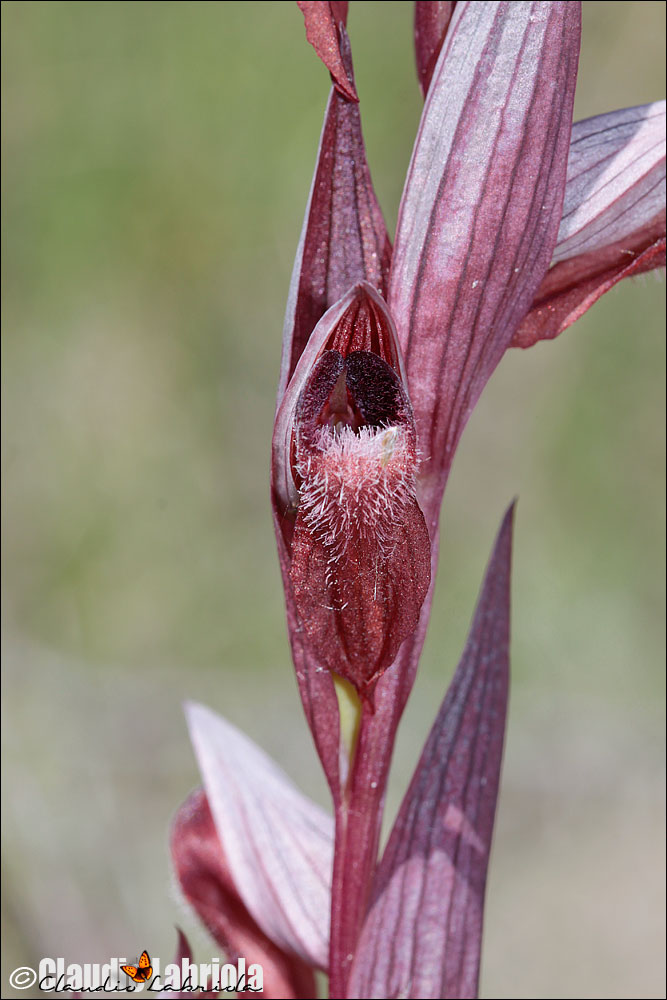 Serapias sp. da (determinare)