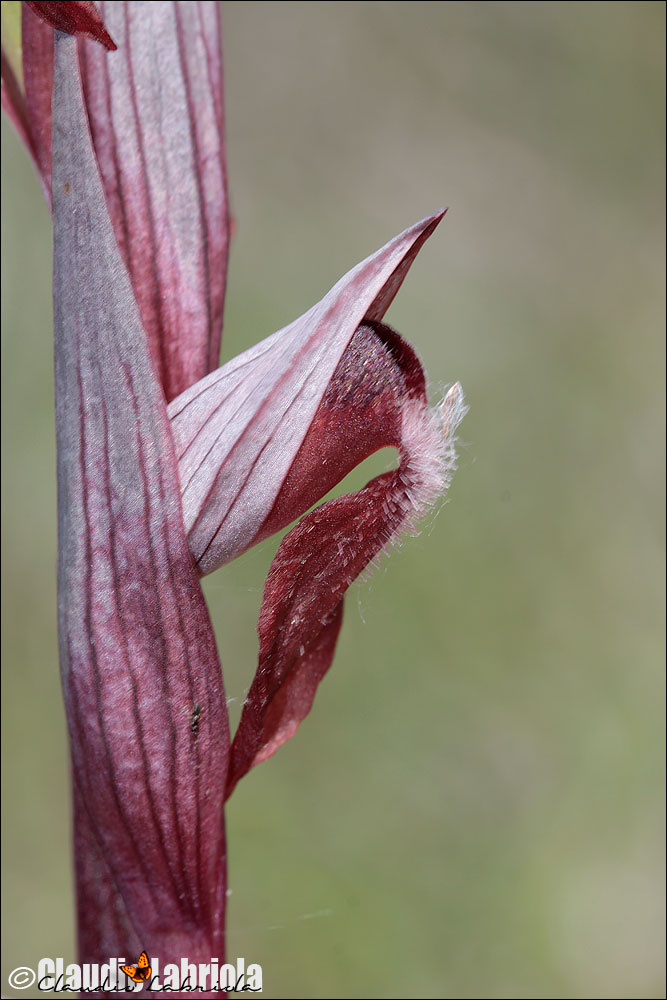 Serapias sp. da (determinare)