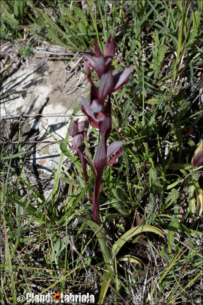 Serapias sp. da (determinare)