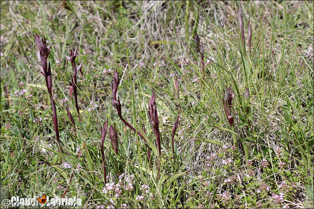 Serapias sp. da (determinare)