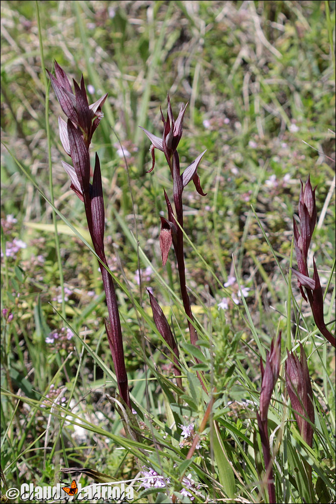 Serapias sp. da (determinare)