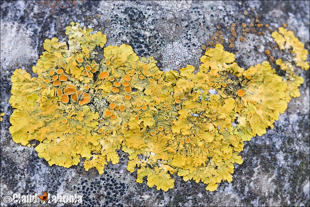 Xanthoria parietina