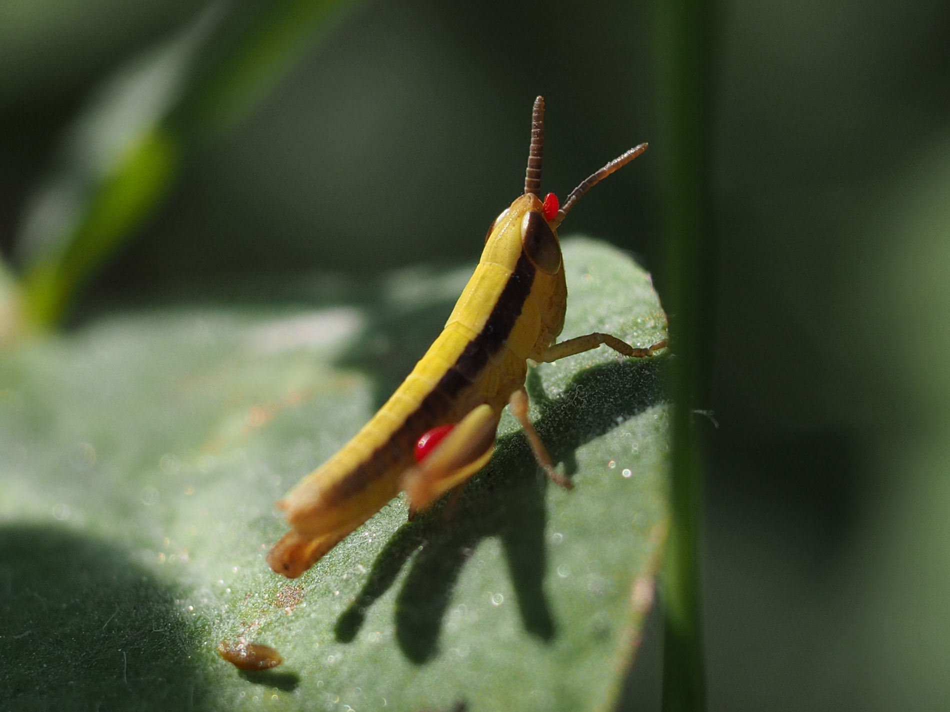 giovanissimo Acrididae