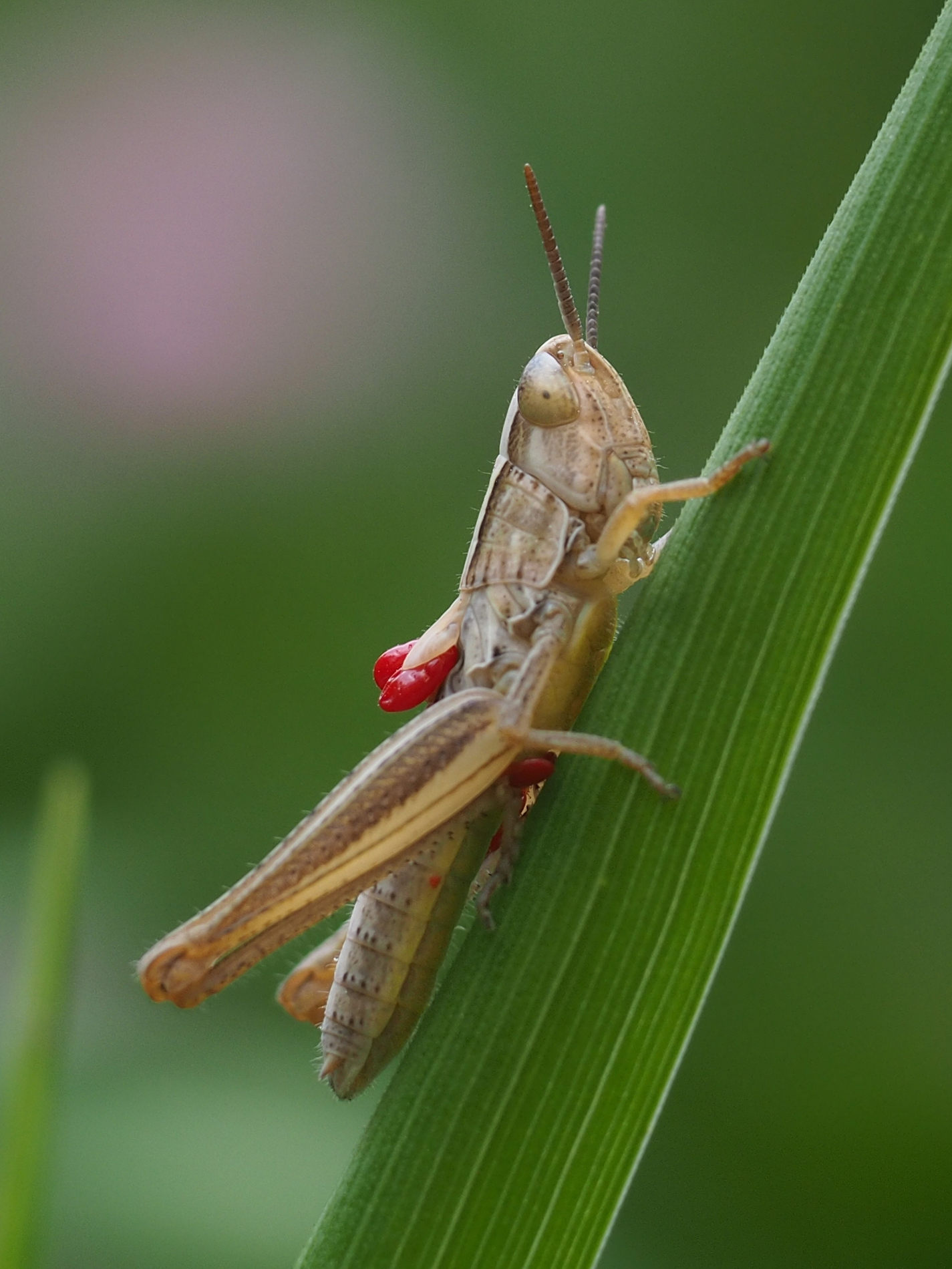 Acrididae:  giovane di Euchorthippus declivus