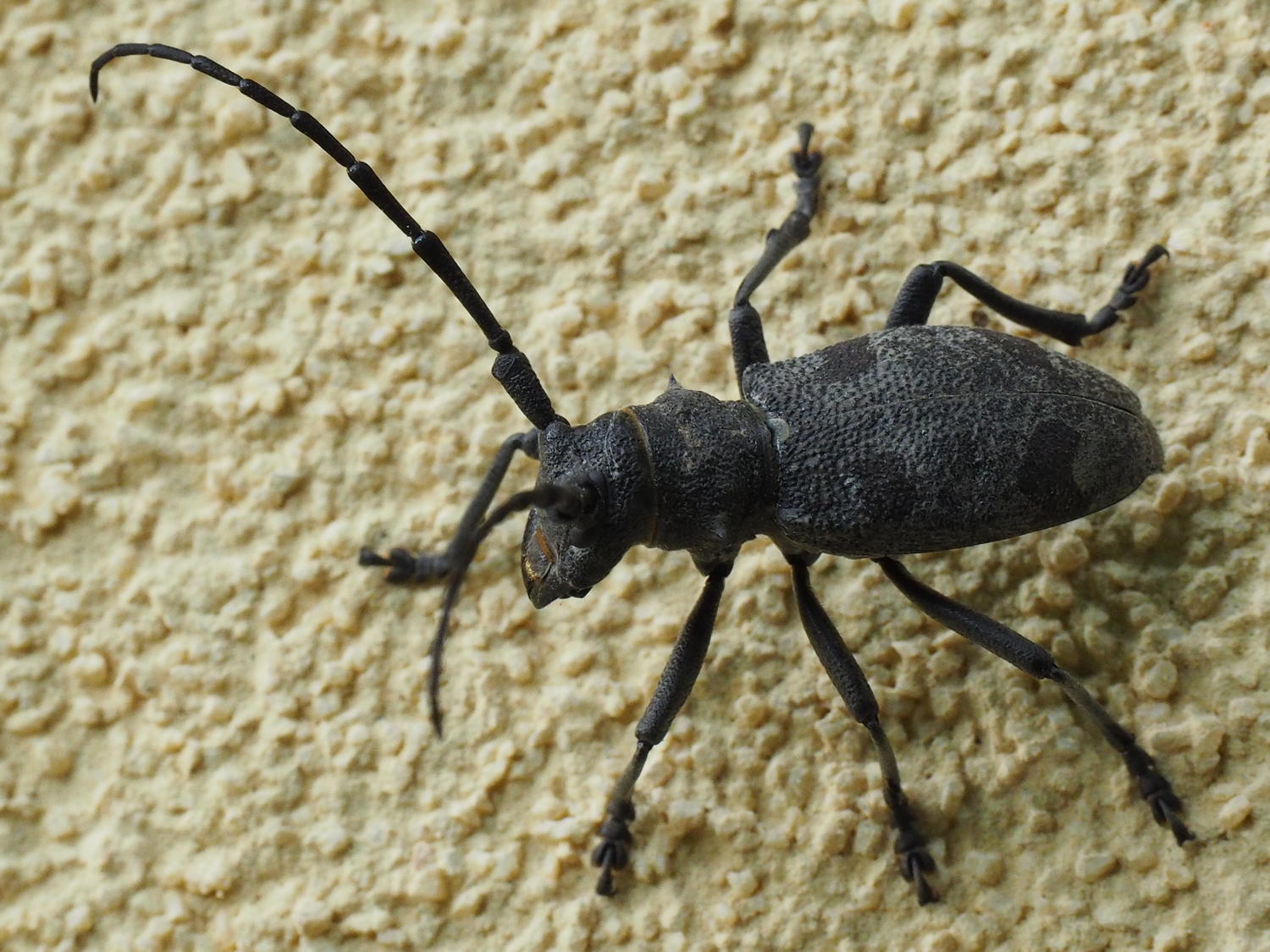 Carabus prodigus?   No, Morimus asper (Cerambycidae)