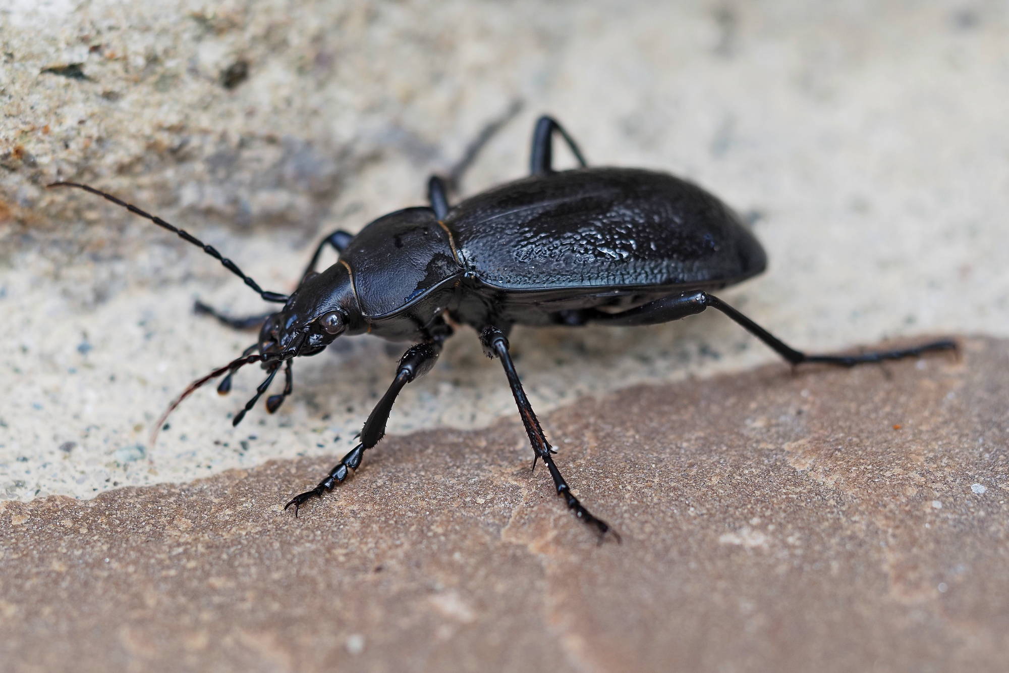 Carabus coriaceus? S.