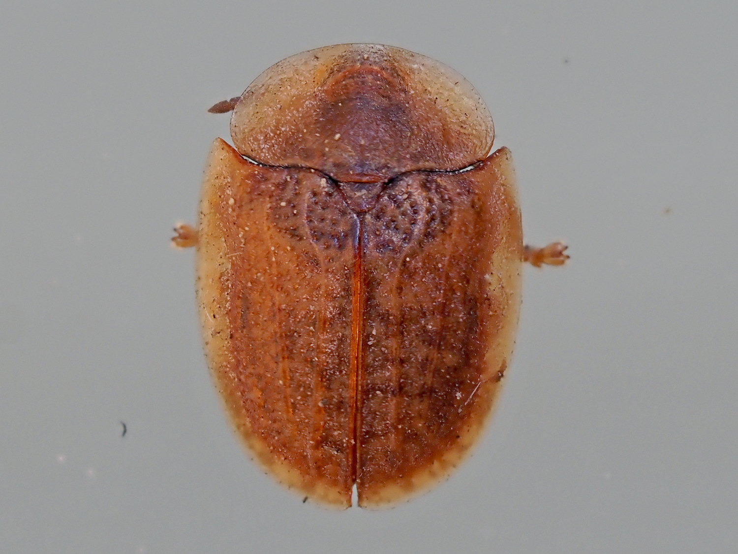 Chrysomelidae: Hypocassida sp.