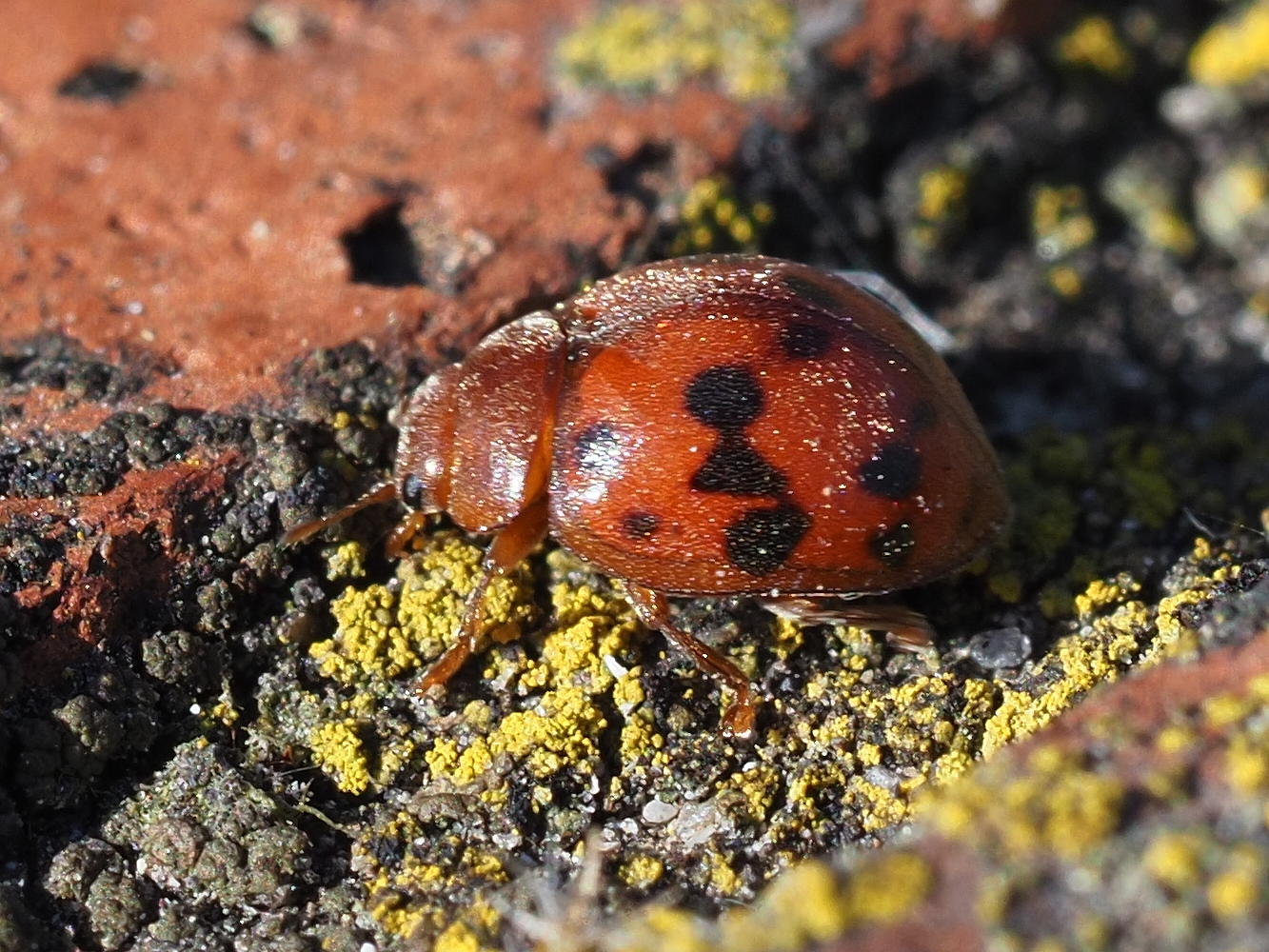 Coccinellidae: Subcoccinella vigintiquatuorpunctata