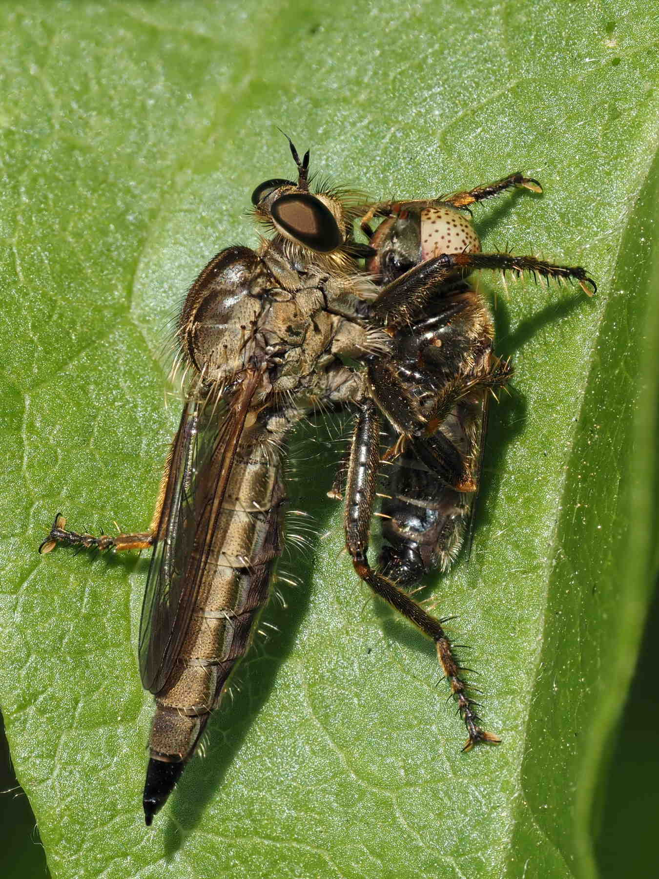 Tolmerus che ha predato un Eristalinus aeneus