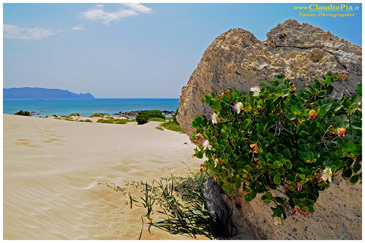 Dalla riserva di Elafonissi (Creta)