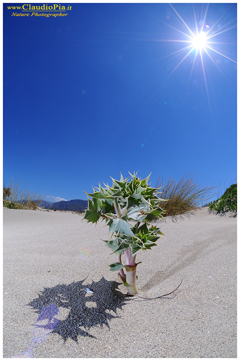 Dalla riserva di Elafonissi (Creta)