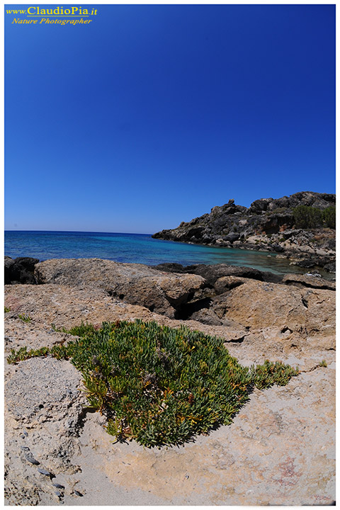 Dalla riserva di Elafonissi (Creta)