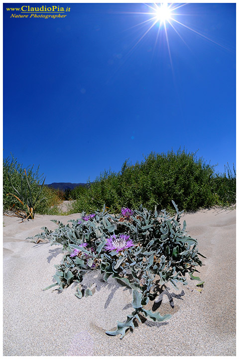 Dalla riserva di Elafonissi (Creta)