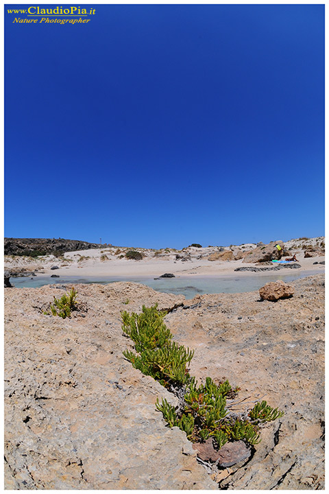 Dalla riserva di Elafonissi (Creta)