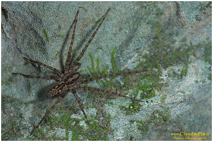 Tegenaria sp. - entroterra ligure (GE)