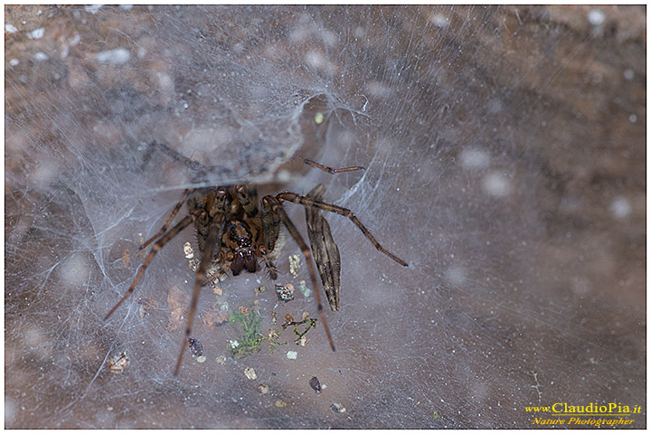 Tegenaria sp. - entroterra ligure (GE)