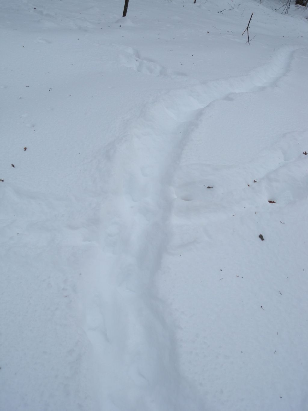 Help! Orme sulla neve da riconoscere