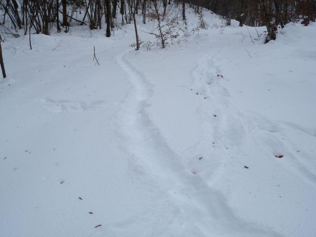 Help! Orme sulla neve da riconoscere