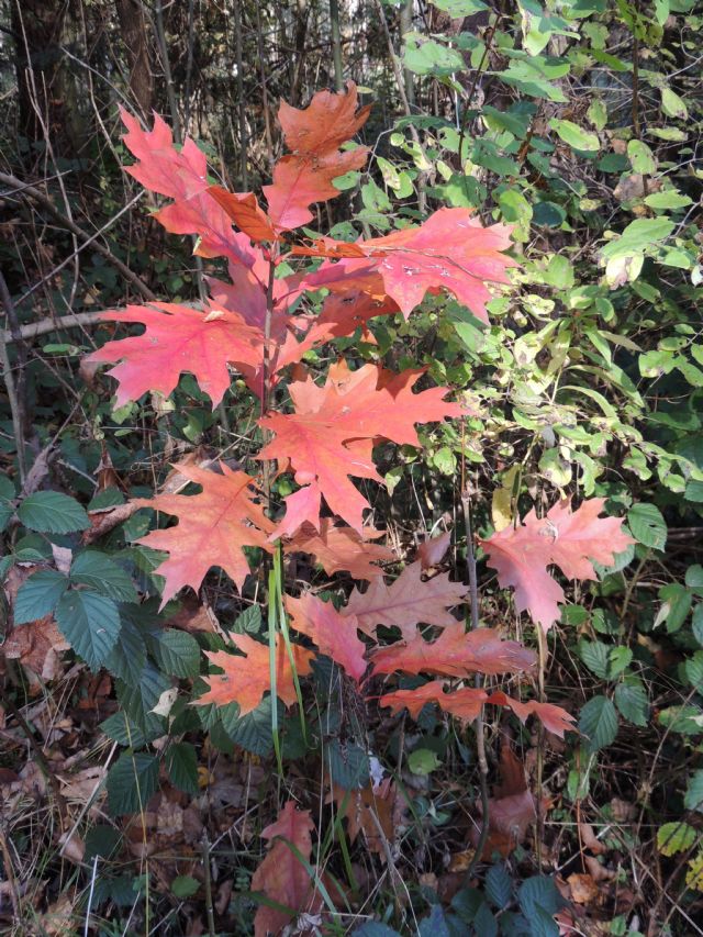 Quercus rubra