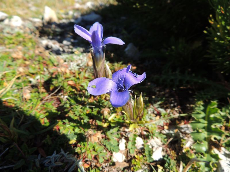 ID Gentiana: Gentianopsis ciliata della Maiella