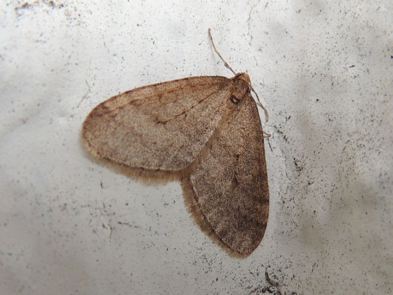 ID Geometridae da Germania