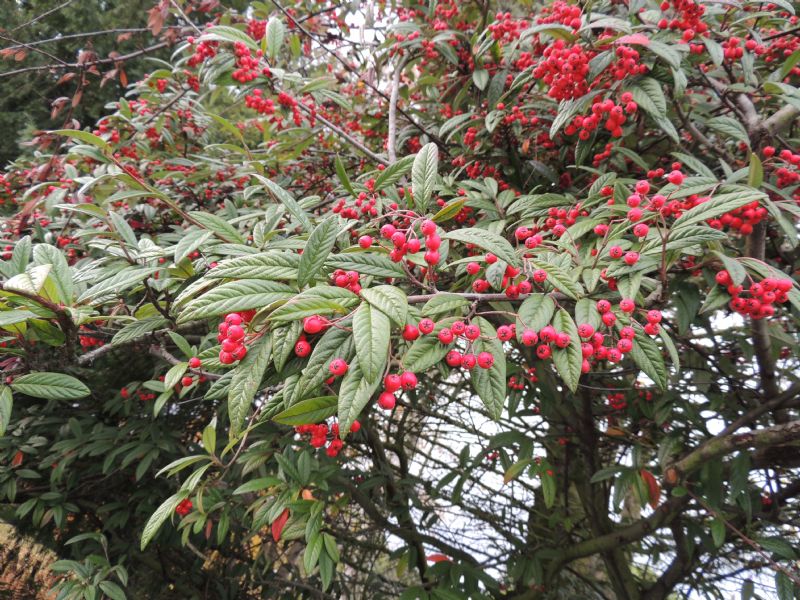 bacca rossa del Alsazia - Cotoneaster salicifolius