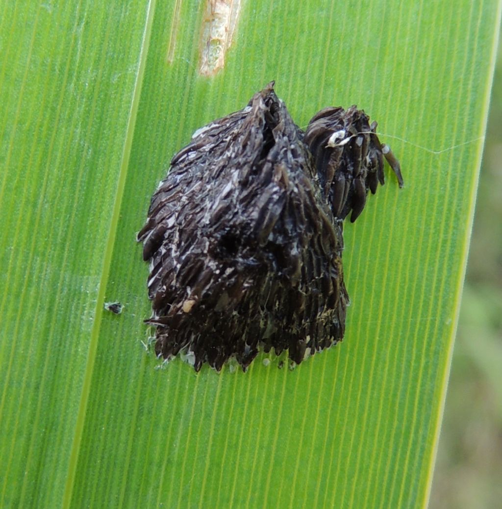 Tabanidae di Austria