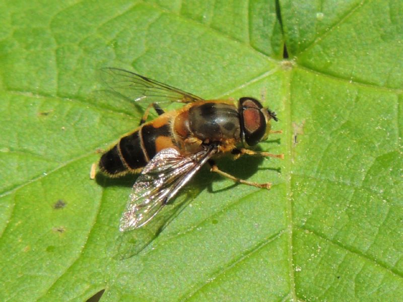 Syrphidae dal nord e sud degli Alpi