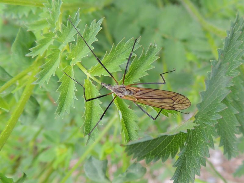 ID: Tipula?