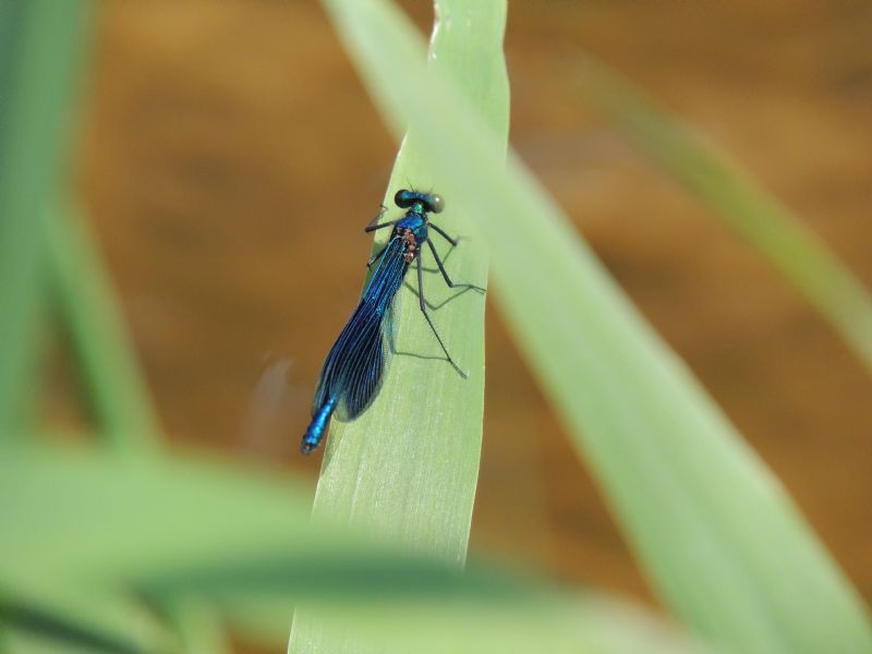 ID: Calopteryx splendens della Germania