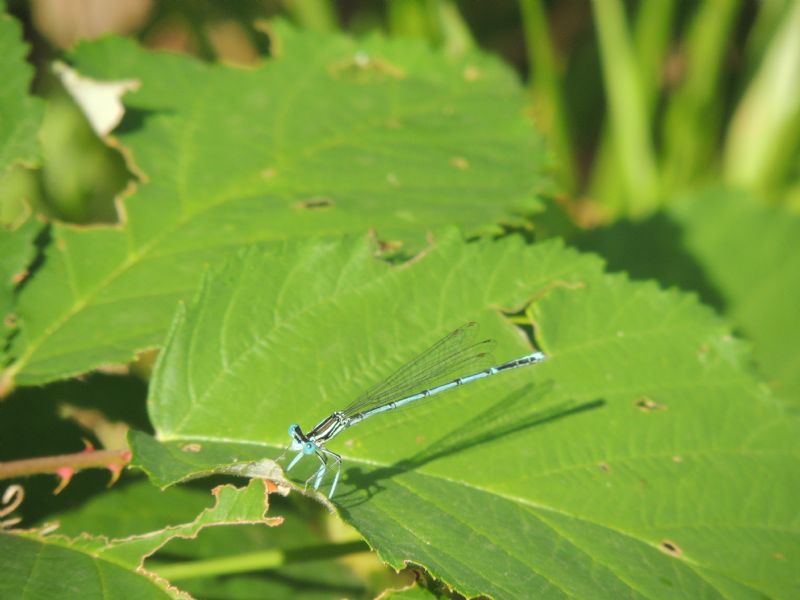 ID: Platycnemis pennipes (Pallas 1771)