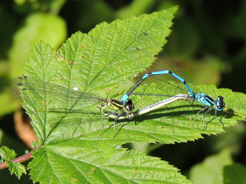 ID: Coenagrion puella (Linnaeus, 1758)