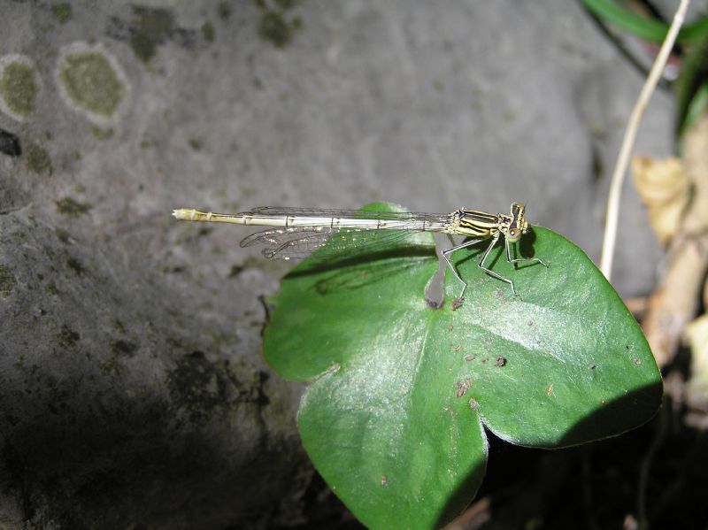 Platycnemis pennipes (Pallas 1771) dal Lago di Piano (CO)