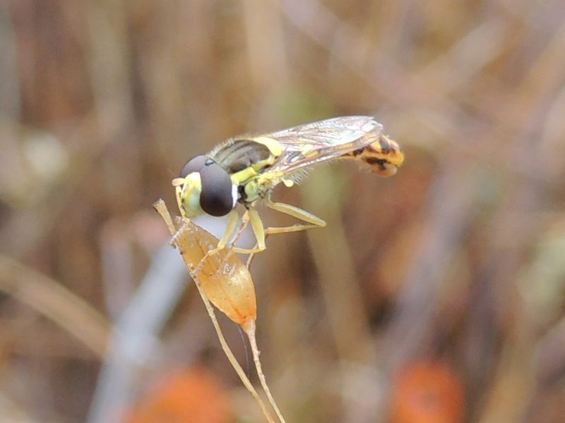 ID Syrphidae: Sphaerophoria scripta da Corsica