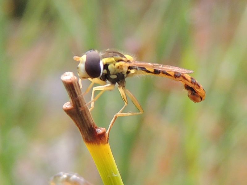 ID Syrphidae: Sphaerophoria scripta da Corsica