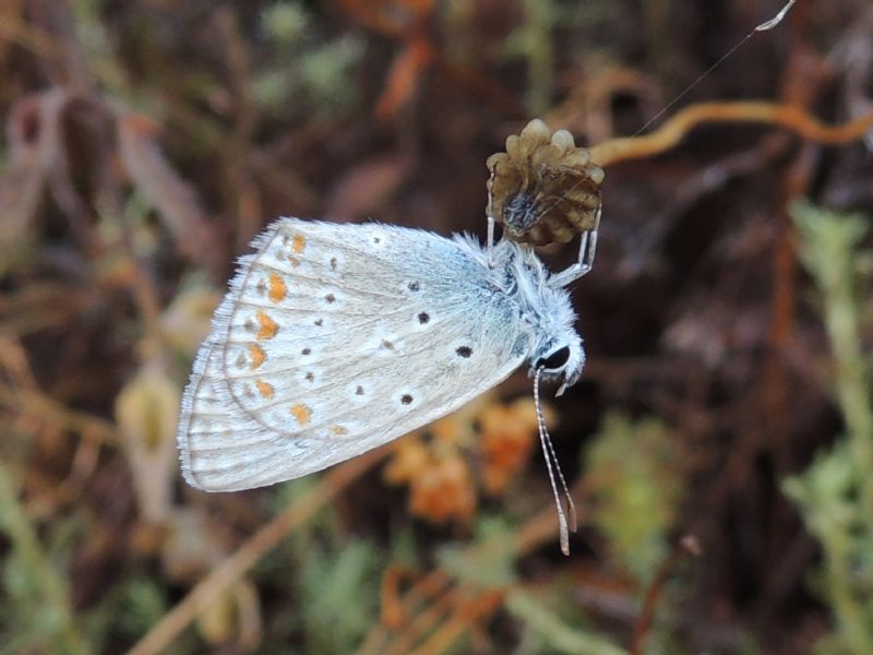 ID: Corsica - P. icarus ?