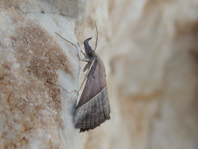 ID Dorgali: Hypena lividalis (HBNER 1796)