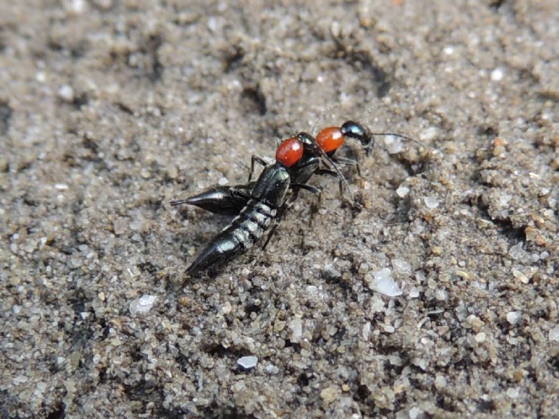 ID: Paederus da Vorarlberg -  Austria