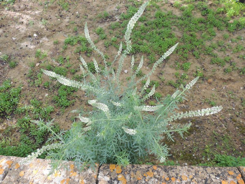 ID: Reseda alba della Sicilia (AG)