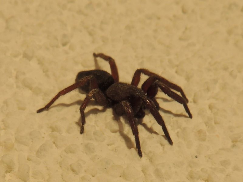 Scotophaeus cf. scutulatus - Burs (Austria)