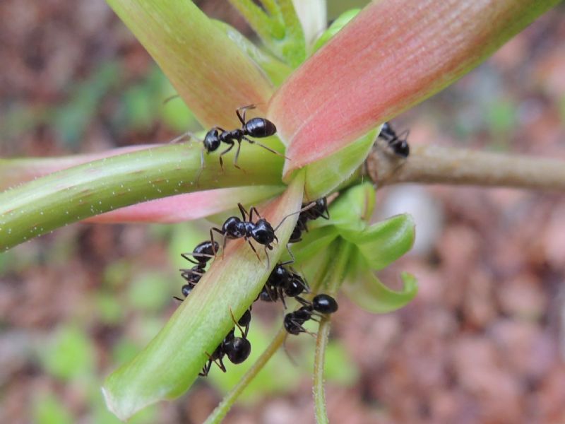 Lasius fuliginosus da Austria ovest